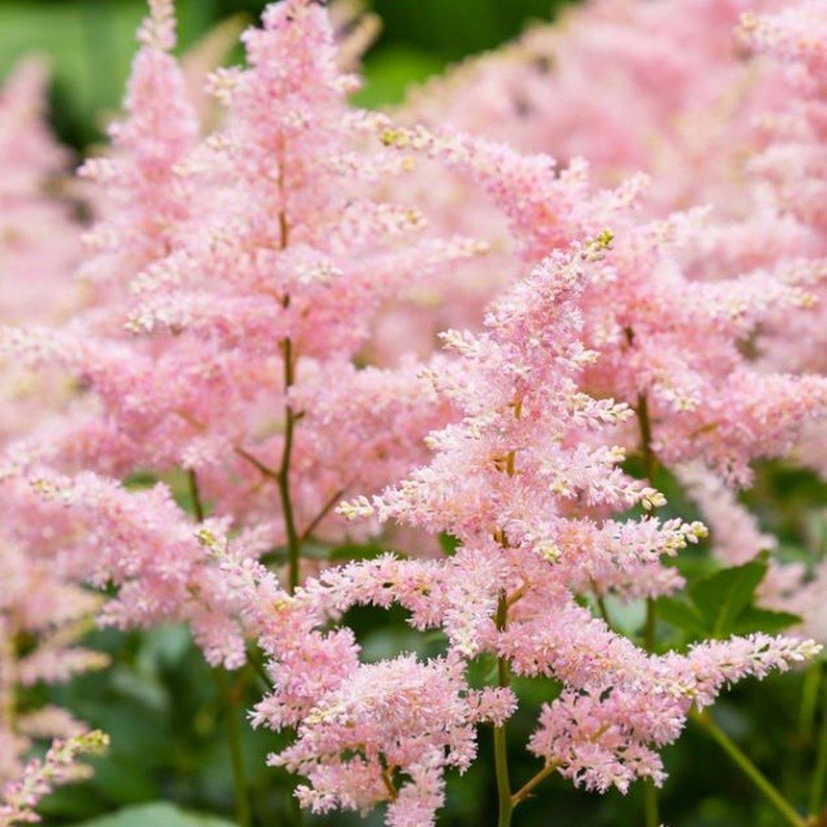 Астільба Піч Блоссом / Р12 / Astilbe Peach Blossom