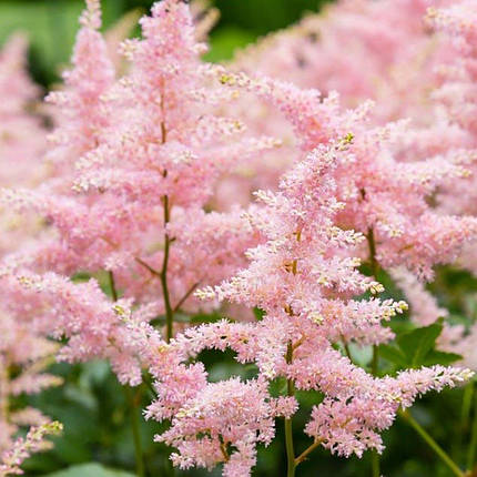 Астільба Піч Блоссом / Р12 / Astilbe Peach Blossom, фото 1