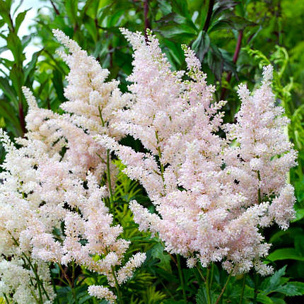 Астільба Піч Блоссом / Р12 / Astilbe Peach Blossom, фото 2