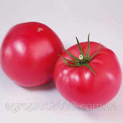 Насіння Томат індетермінантний рожевий Фінлі F1, 100 насінин Kitano Seeds, фото 1