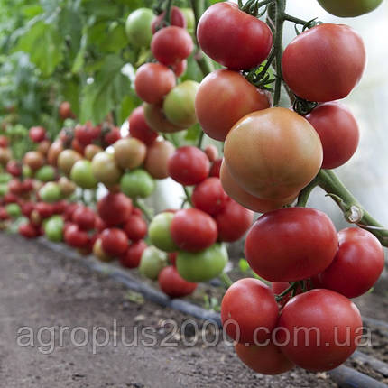 Насіння Томат індетермінантний рожевий Фінлі F1, 100 насінин Kitano Seeds, фото 3