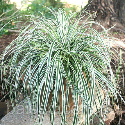Осока Еверест / Р12 / Carex oshimensis Everest, фото 1