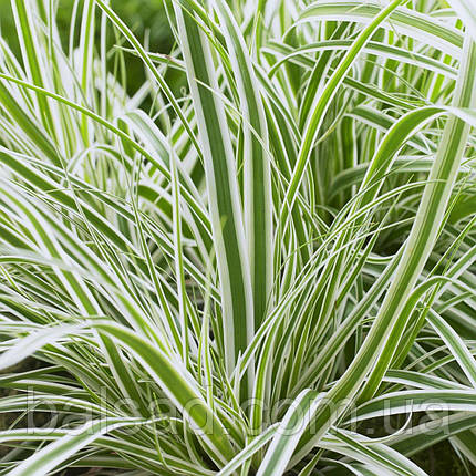 Осока Еверест / Р12 / Carex oshimensis Everest, фото 3
