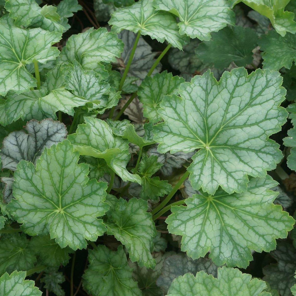 Гейхера Дейла Стрейна / Р9 / Heuchera Dale's Strain