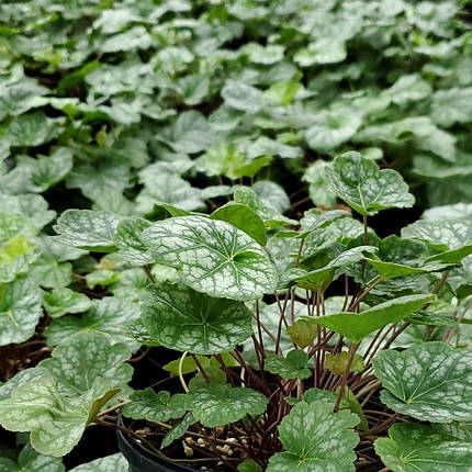 Гейхера Дейла Стрейна / Р9 / Heuchera Dale's Strain, фото 2