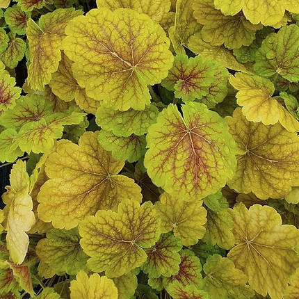 Гейхера Сієнна / Р12 / Heuchera Northern Exposure™ Sienna, фото 1