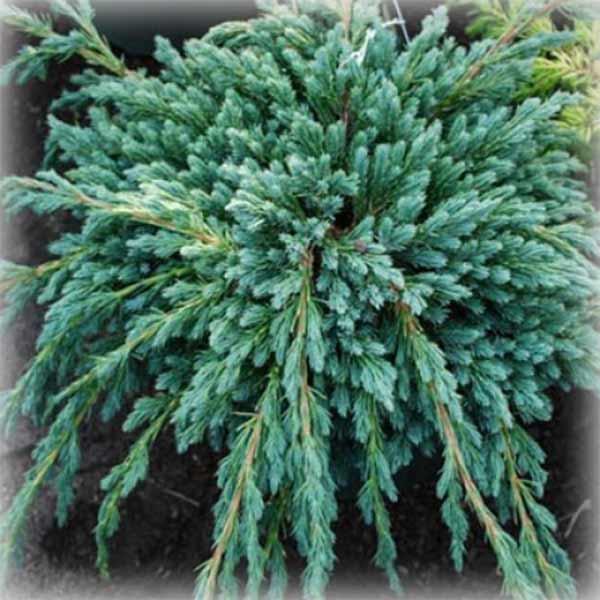 Ялівець лускатий Блю Спайдер (Blue Spider), фото 1