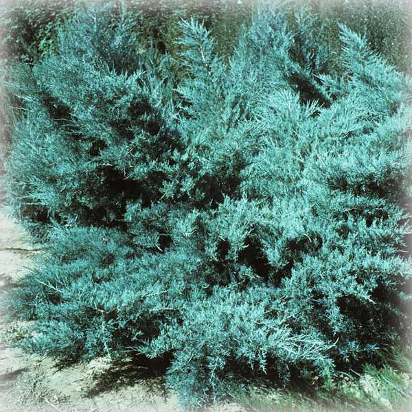 Ялівець середній Пфітцеріана Глаука (Glauca), фото 1