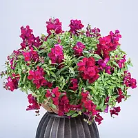 Антіррінум Кенді Шауер F1 deep purple 100 шт