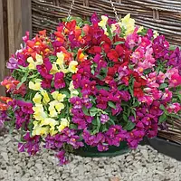 Антіррінум Кенді Шауер F1 mix 100 шт