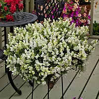 Антіррінум Кенді Шауер F1 white 100 шт