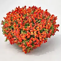 Антіррінум Кенді Шауер F1 orange 100 шт