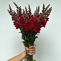 Антіррінум Адмірал F1, crimson, 100 шт