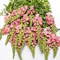 Антіррінум Адмірал F1, pink, 100 шт