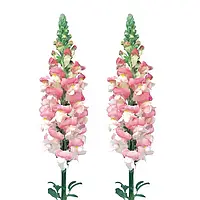 Антіррінум Адмірал F1, pink bicolor, 100 шт