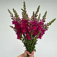 Антіррінум Адмірал F1, purple, 100 шт