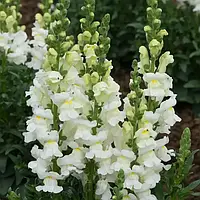 Антіррінум Адмірал F1, white, 100 шт