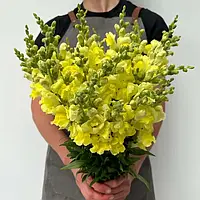 Антіррінум Адмірал F1, yellow, 100 шт