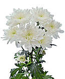 Хризантема Аviator (Авіатор) саджен, фото 2