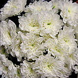 Хризантема Аviator (Авіатор) саджен, фото 4