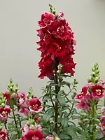 Антіррінум ДабелШот F1, crimson red, 100 шт