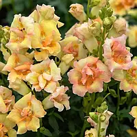 Антіррінум ДабелШот F1, peach, 100 шт