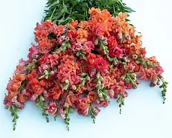 Антіррінум Мадам Батерфляй F1, бронзовий, 100 шт