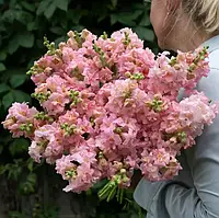 Антіррінум Мадам Батерфляй F1, пінк, 100 шт