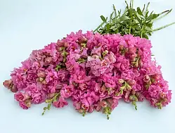 Антіррінум Мадам Батерфляй F1, рожевий, 100 шт