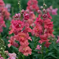 Антіррінум Мадам Батерфляй F1, рожево-бронзовий, 100 шт