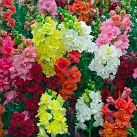 Антіррінум Мадам Батерфляй F1, мікс, 100 шт