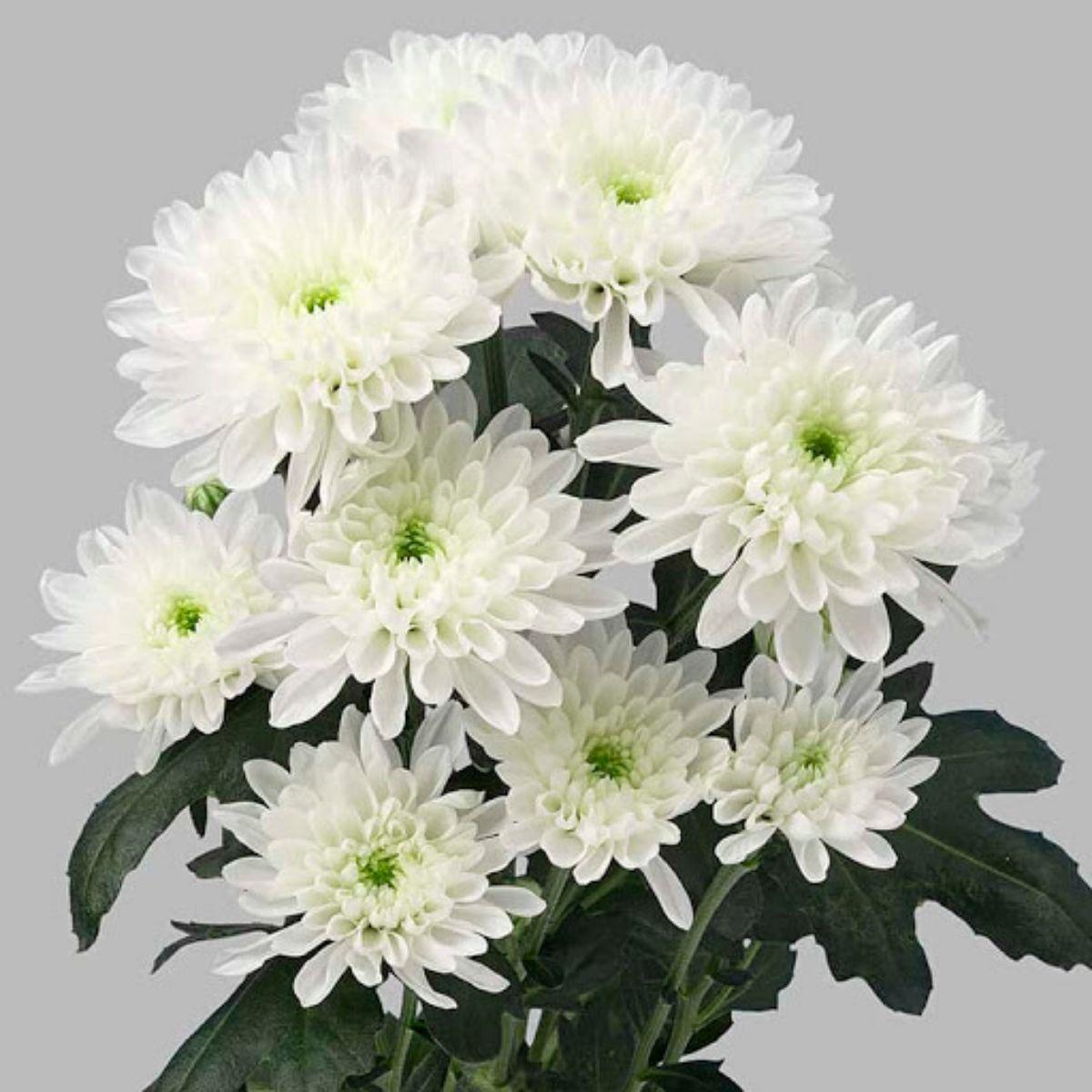 Хризантема Pina Colada (Піна Колада) садж, фото 1