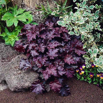 Гейхера Палас Пурпл / Р9 / Heuchera Palace Purple, фото 1