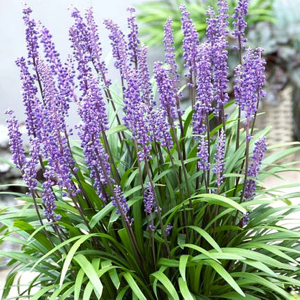 Ліріопе мускарі Інгверсен / Liriope muscari Ingwersen, фото 1