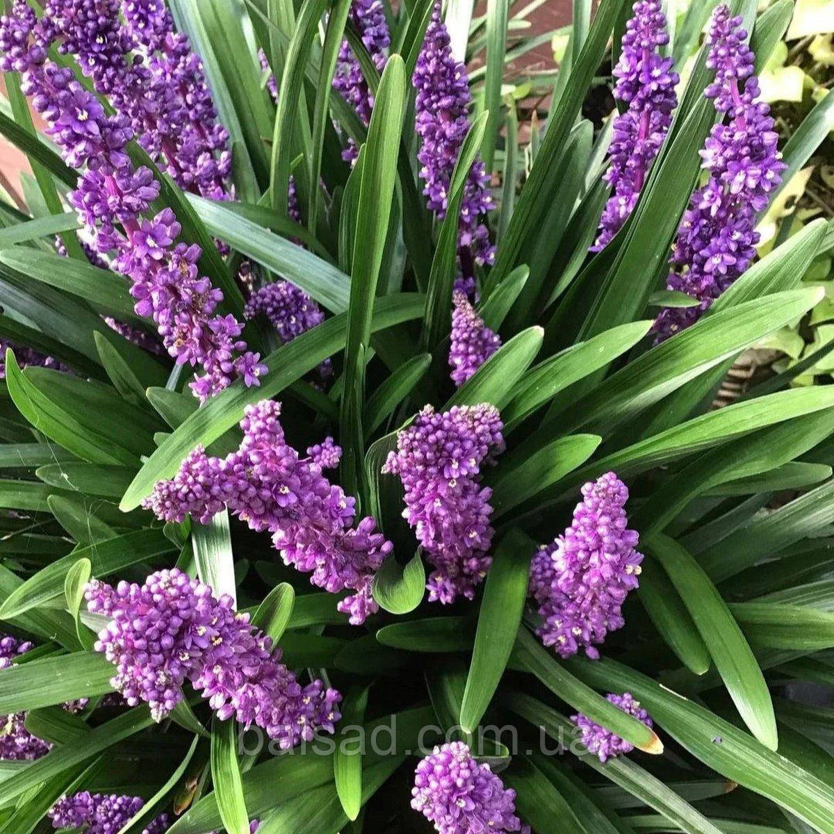 Ліріопе мускарі Роял Пурпл / Liriope muscari Royal Purple