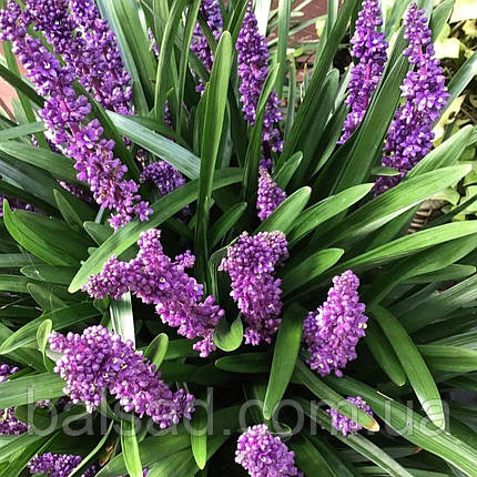 Ліріопе мускарі Роял Пурпл / Liriope muscari Royal Purple, фото 1