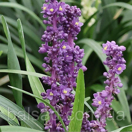 Ліріопе мускарі Роял Пурпл / Liriope muscari Royal Purple, фото 3
