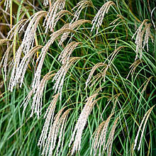 Міскантус Кляйне Фонтейн / Р12 / Miscanthus Kleine Fontäne