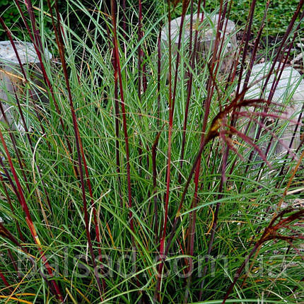 Міскантус китайський Серенгеті / Р12 / Miscanthus Serengeti, фото 3