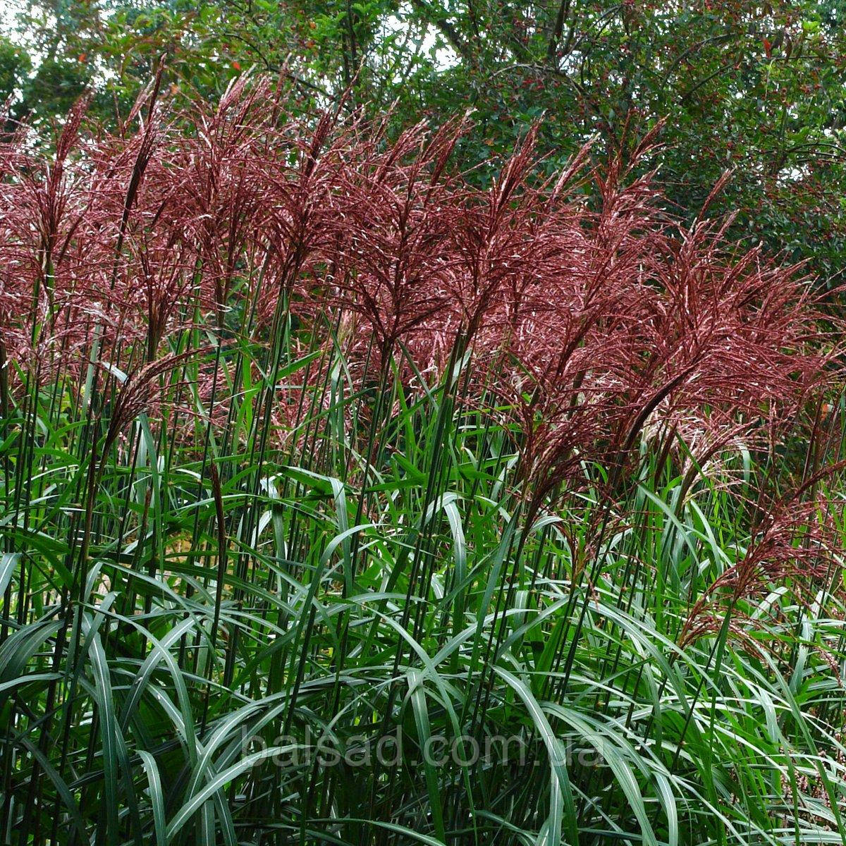 Міскантус китайський Серенгеті / Р12 / Miscanthus Serengeti