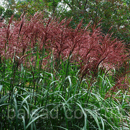 Міскантус китайський Серенгеті / Р12 / Miscanthus Serengeti, фото 1
