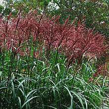 Міскантус китайський Серенгеті / Р12 / Miscanthus Serengeti