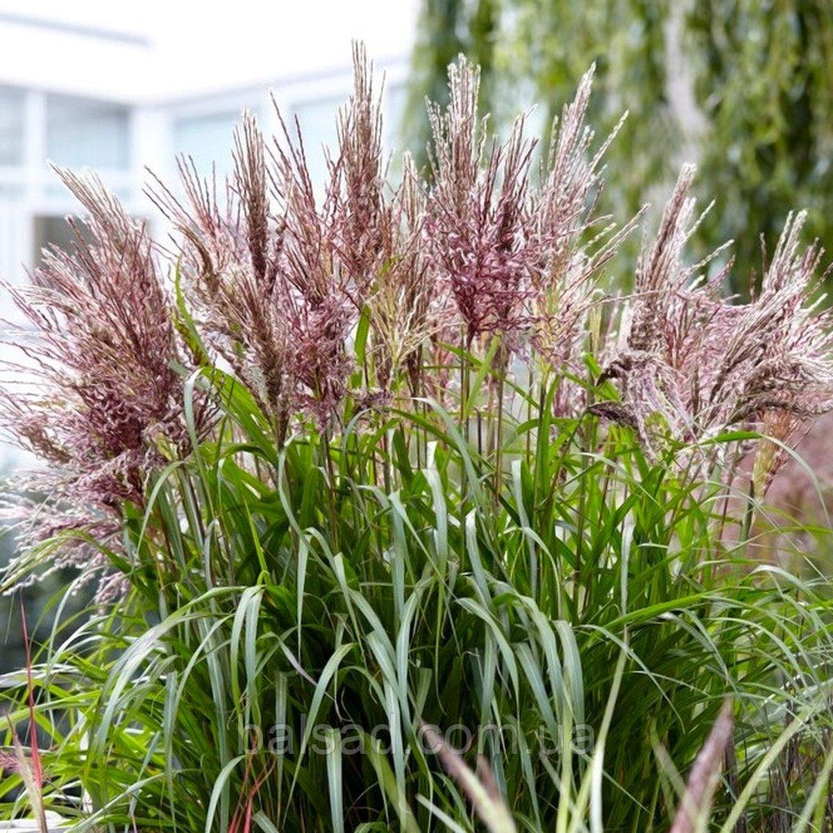 Міскантус китайський Вулкано / Р12 / Miscanthus sinensis Volcano