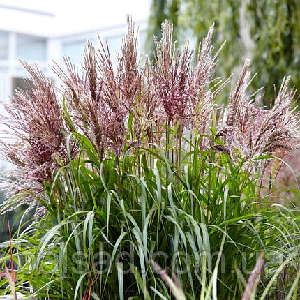 Міскантус китайський Вулкано / Р12 / Miscanthus sinensis Volcano, фото 1