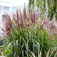 Міскантус китайський Вулкано / Р12 / Miscanthus sinensis Volcano