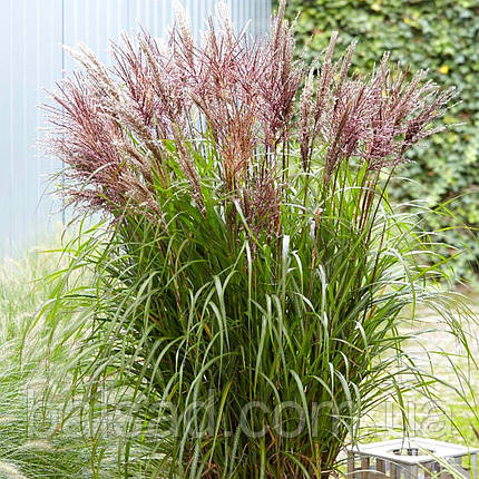 Міскантус китайський Вулкано / Р12 / Miscanthus sinensis Volcano, фото 3