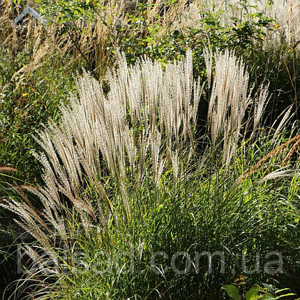 Міскантус китайський Яка Денс / Р12 / Miscanthus Yaka Dance, фото 1