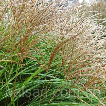 Міскантус китайський Яка Денс / Р12 / Miscanthus Yaka Dance, фото 3