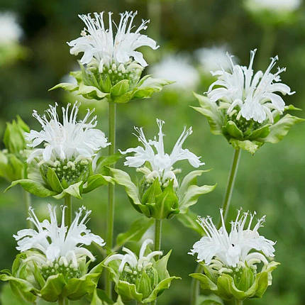 Монарда Шневітхен / Р12 / Monarda Schneewittchen, фото 1