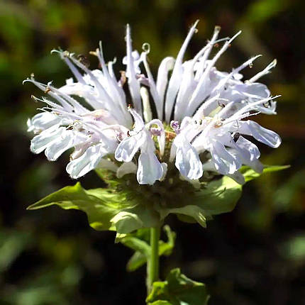 Монарда Шневітхен / Р12 / Monarda Schneewittchen, фото 2